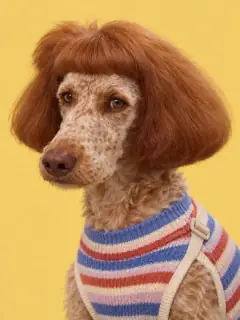 Personagem de IA na estética da trend: poodle de suéter